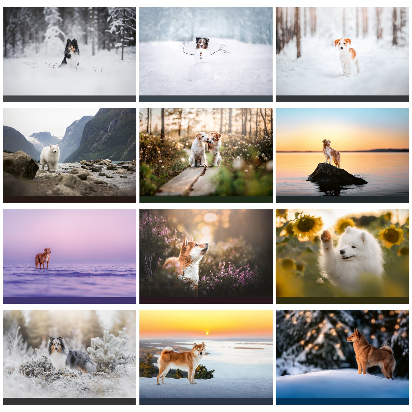 Kuvankaunis Koirakalenteri 2025